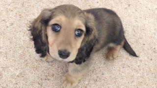Picking up the PUPPY!