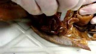 Cat Digestive System