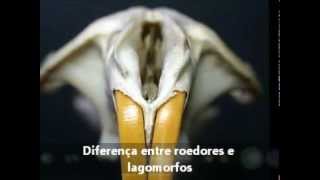 Odontologia em roedores e lagomorfos.