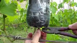 Размножение Деревьев методом Воздушной Отводки, Осенью. Посадка, Окулировка