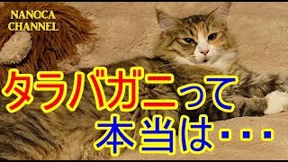 【しゃべる猫 #003】人に話したくなる おもしろい 雑学 おしゃべり タラバガニの真実 Norwegian Forest Cat ノルウェージャンフォレストキャット NANOCA