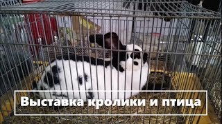 ВЫСТАВКА КРОЛИКОВ И ДОМАШНЕЙ ПТИЦЫ в городе Мытищи.