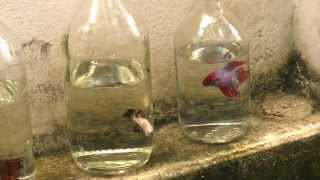 Hướng dẫn chi tiết ép cá Lia Thia 2 | Guide to breed Betta Fish | Part 2