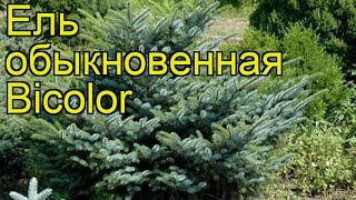 Ель обыкновенная Биколор. Краткий обзор, описание характеристик picea abies Bicolor