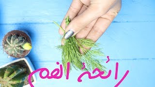 ازالة رائحة الفم من اول استعمال | طريقه سحريه بنبات  لرائحة فم منعشه مع مى محمد