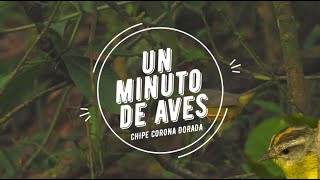 Un Minuto de Aves #61 Chipe Corona Dorada