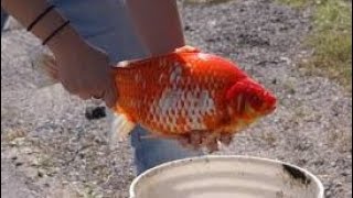 How to breed Adult Gold fish (from fry to adult)