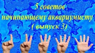 5 советов аквариумисту часть 1. Науплия артемии. Глина. Макрагнатусы. Распылитель. Пинцет.