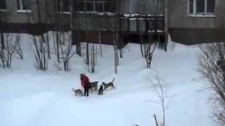 Человек синяк спас девушку от стаи гопников =)))