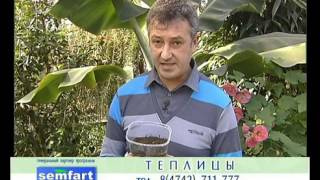 УДАЧНЫЙ СЕЗОН - ЧЕРЕНКОВАНИЕ КОМНАТНЫХ РАСТЕНИЙ