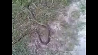 Змея Желтобрюх Напала на ЧАБАНА в Дагестане