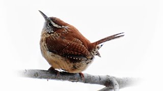 Немецкие поговорки - Sich freuen wie ein Schneekönig
