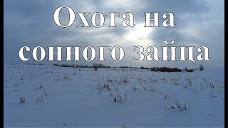 Охота на сонного зайца