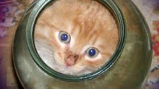 Котенок не мог вылезти из банки. Посмотри, что сделала мама кошка… Шок!