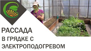 Как вырастить рассаду для себя в обогреваемой грядке