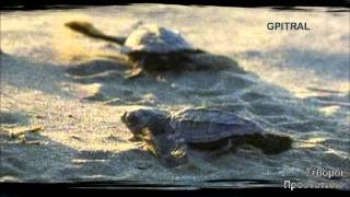 η χελώνα the turtle