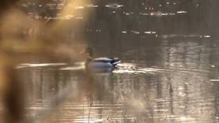 Hunting with a Matador on a duck Part 1.