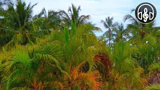 Strong Sound Of Tropical Rain. 6 Hours For Deep Sleep and Relaxation.