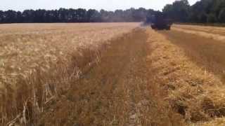 Старый комбайн убирает урожай. Old harvester to harvest