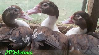 МУСКУСНЫЕ УТКИ. / ОГРОМНЫЕ УТЯТА в 90 дней/  MUSCLE DUCKS.  / HUGE DUCKS in 90 days /