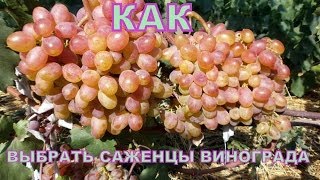ВИНОГРАД КАК ВЫБРАТЬ САЖЕНЦЫ