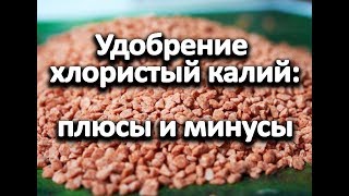 Удобрение хлористый калий: плюсы и минусы. Как и когда вносить.