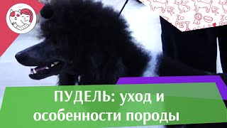 Пудель. Особенности породы, уход на ilikepet