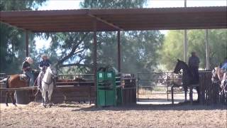 Kadafe - 8yo Bay Roan Finished Head Horse For Sale