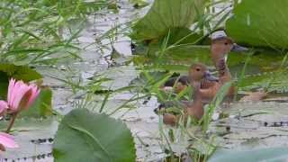 Lesser Whistling Duck