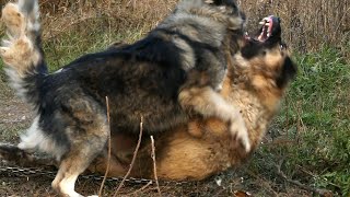 Rank Fight 2 - Ethology of Shepherd Dogs 03. - ранжирование борьба