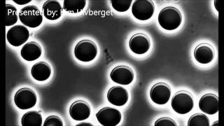 Bacteria in human blood. MICROSCOPY, health and anti aging