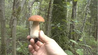 За белыми грибами с Ильёй и Машей