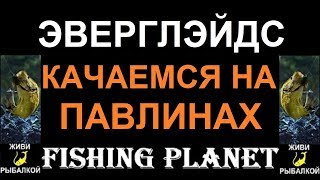 Fishing planet фарм на павлиних бассах в эверглэйдсе