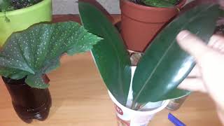 #фикусы#бегония# Результаты обрезки фикусов и бегонии кораловой.