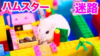 ゆきちゃん用の迷路を作ってみた！ゴールできるのか！【ハムスター】