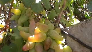 Сорт винограда "Оскар" - сезон 2019 # Grape sort "Oskar"