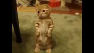 как научить котенка стоять. Котенок стоит на задних лапках и ждет, чтобы его похвалили.