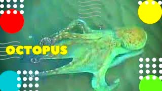 Осьминог Octopus タコ Krake 章鱼 Poulpe 문어 Pulpo الأخطبوط ऑक्टोपस  Polvo Χταπόδι هشت پا অক্টোপাস Seekat