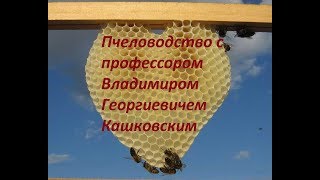 Пчеловодство с профессором Владимиром Георгиевичем Кашковским