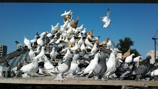 Боиные Голуби /  Pigeons / Tauben /الحمام  (Олег Семенихин ( Липецк, Россия ))