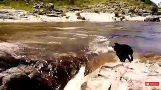 luar biasa || aksi hewan ini menyelamatkan hewan lain