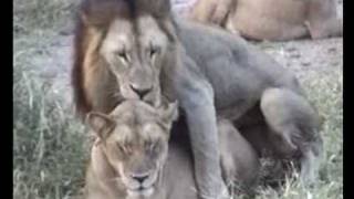 LION'S Sexual behaviour