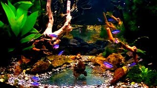 #Aquarium. Неоны ночью.