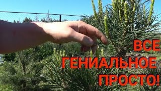 Формирование густой кроны сосны. Результат год спустя.