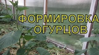 Выращивание ОГУРЦОВ в ТЕПЛИЦЕ. ФОРМИРОВАНИЕ огуречной плети