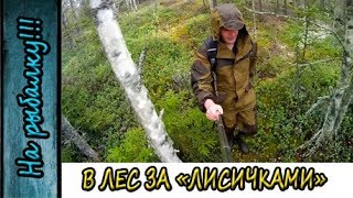 Поход в лес за грибами,где искать лисички,опасайтесь змей.