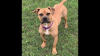 Meet Dara, a 1-year-old female dog available for adoption at the Wisconsin Humane Society