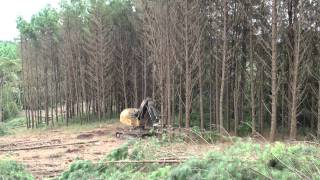 L870C feller buncher - Klabin, Santa Catarina