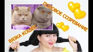 ВЯЗКА КОШЕК I КОТОВ.ПОЛОВОЕ СОЗРЕВАНИЕ КОШЕК I КОТОВ.КАК ОПРЕДЕЛИТЬ ГОТОВА ЛИ КОШКА К ВЯЗКЕ.