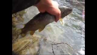 Pesca a Mosca 2012 - Inizio stagione